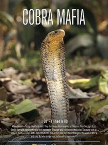 眼镜蛇黑手党,暗影中的金融巨鳄